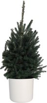 Hellogreen Kamerplant - Echte Kleine Kerstboom - Picea Glauca Super Green - 70 cm - ELHO B.For Soft Rond Wit
