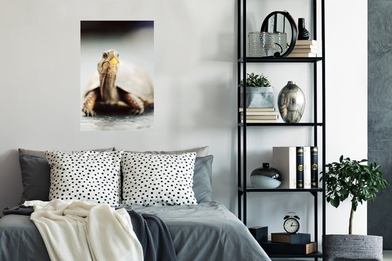 Affiche Gros plan d'une tortue terrestre - 40x60 cm