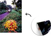 Behang - Fotobehang Hoopje tropische en verse cacaobonen - Breedte 175 cm x hoogte 260 cm