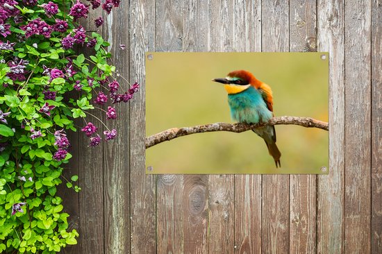 Affiche de Jardin Vogel - Guêpier - Animaux - 60x40 - Toile jardin - Affiche extérieure