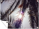 Tuinposter - Palm - Palmbladeren - Palmboom - Tuin - Natuur - 40x30 cm - Tuindecoratie - Tuindoek