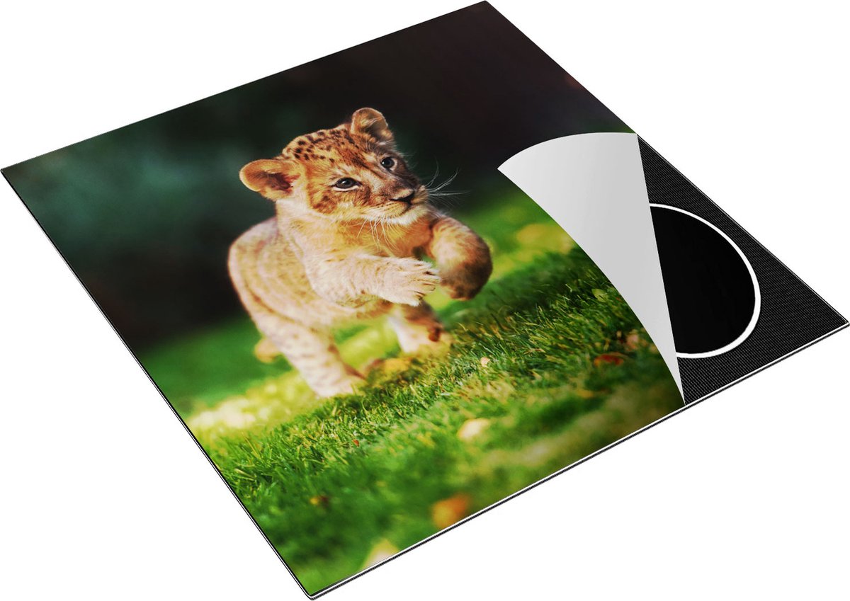 Chefcare Inductie Beschermer Jonge Baby Leeuw in het Wild - Welp - 78x78 cm - Afdekplaat Inductie - Kookplaat Beschermer - Inductie Mat