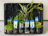 Aquariumplanten Pakket Mix 5 - Moerings