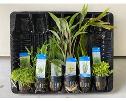 Aquariumplanten Pakket Mix 5 - Moerings