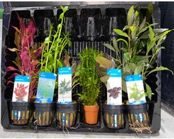 Levende Aquariumplanten Mix