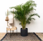 Dypsis Lutescens (Areca palm) - 230cm