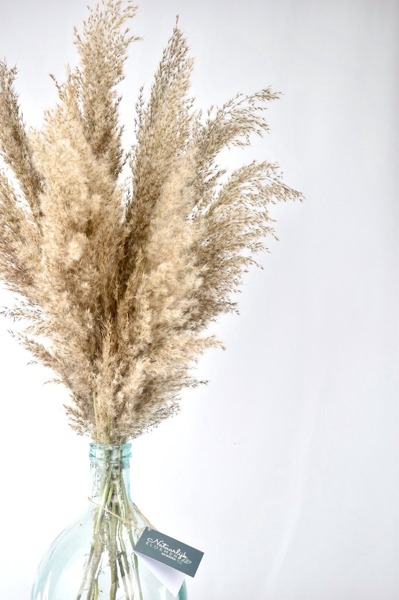 Natuurlijk Bloemen Pampas pluimen - 10 stuks - Pampasgras - Droogbloemen - 80 cm - Boeket decoratie pluimen - Natuurlijk Bloemen Beige