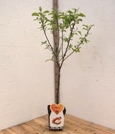 Pommier Gala - Arbre fruitier - 120 cm de haut - Tige basse - Cultivé en pot - Variété de cultivateur professionnel