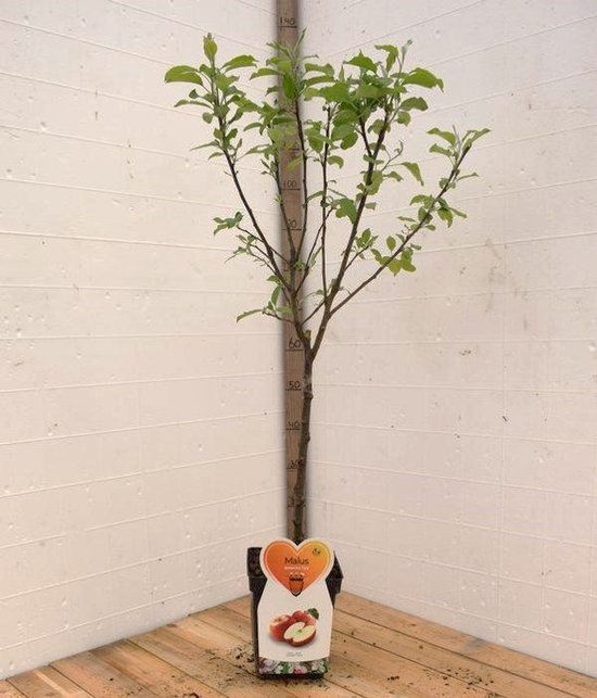Een jonge Gala appelboom (Malus) met label, 120 cm hoog, in pot.