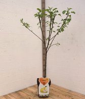 Golden Delicious Appelboom -Fruitboom- 120 cm hoog- Laagstam- Potgekweekt- professioneel telersras