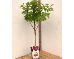 Sunburst Kersenboom -Fruitboom- 120 cm hoog- Laagstam- Potgekweekt- professioneel telersras