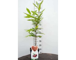 Tamme Kastanjeboom -Fruitboom- 120 cm hoog- Potgekweekt- professioneel telersras
