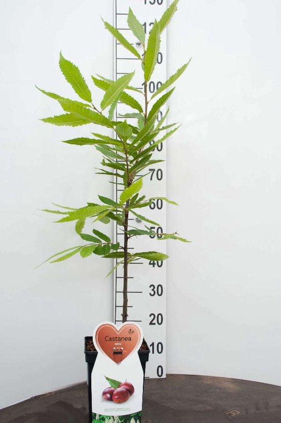 Een jonge kastanjeboom met groene, puntige bladeren in een pot met een label 'Castanea'. De plant is circa 110 cm hoog, gemeten langs een witte schaalverdeling.