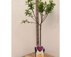 Reine Claude d’Ouillins Pruimenboom -Fruitboom- 120 cm hoog- Laagstam- Potgekweekt- professioneel telersras