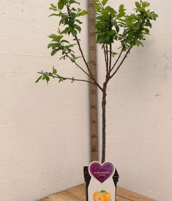 Jonge pruimenboom met groene bladeren en een bruine stam. Een paars hartvormig label met 'Prunus' en pruimen erop.