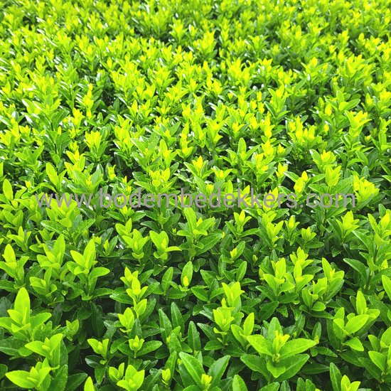24x (stuks) Euonymus jap. 'Green Spire' 9cm pot - Bodembedekker - Vaste plant - Tuinplant - Winterhard - Groenblijvend - Groen - Kardinaalsmuts - Merkloos