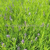24x (stuks) Lavandula 'Hidcote' 9cm pot - Bodembedekker - Tuinplant - Winterhard - Groenblijvend - Groen - Lavendel - Echte Lavendel - Tuinlavendel - Kleinbladige lavendel
