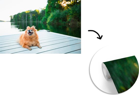 Papier peint photo peint vinyle - Poméranie se trouve sur un échafaudage largeur 450 cm x hauteur 300 cm - Tirage photo sur papier peint (disponible en 7 tailles)