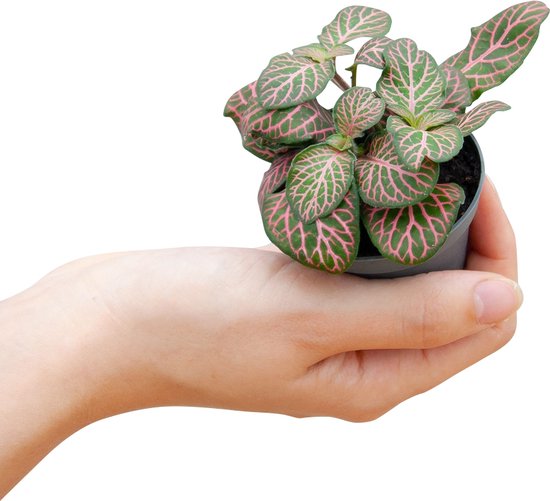 Fittonia ‘Pink Forest Flame’