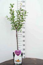 Mirabelle  -Pruim Minifruitboom -Zeer compact- Fruitboom- 100 cm hoog- Potgekweekt