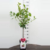 Morello -Kersen Minifruitboom -Zeer compact- Fruitboom- 100 cm hoog- Potgekweekt