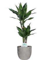 Kamerplant van Botanicly – Drakenboom – Hoogte: 70 cm – Dracaena Janet Lind