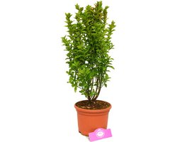 Euonymus japonicus ‘Jean Hugues’, Japanse kardinaalsmuts, Hoogte 40-50cm, 2 liter pot