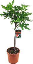 Ficus Carica – Vijgenboom – Fruitboom – Winterhard - ⌀17 cm - 60-70 cm