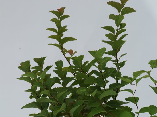 Buisson musculaire Spiraea 'Densiflora', pot de 2 litres