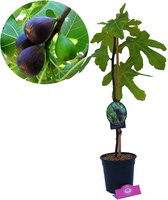 Ficus carica 'Noir de Caromb' Vijgenboom, 2 liter pot
