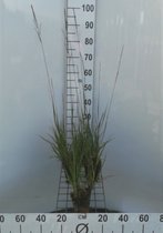 6 x Molinia arundinaceae - Pijpenstrootje - pot 9 x 9 cm
