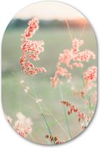 Muurovaal Siergras roze - WallCatcher | Acrylglas 60x90 cm | Ovalen schilderij | Wandovaal Pink Grass
