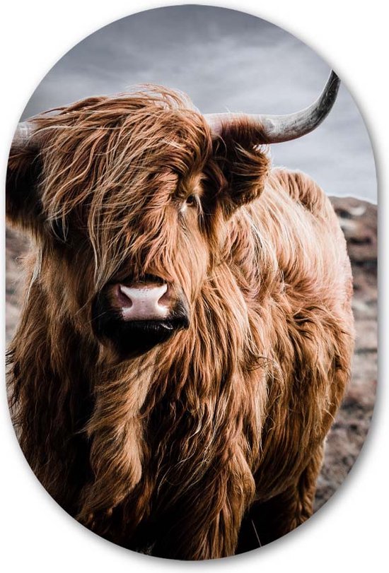 Muurovaal Schotse Hooglander in Kleur - WallCatcher | Acrylglas 100x150 cm | Ovalen schilderij | Wandovaal Higlander