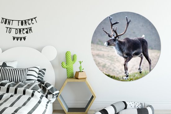 Un renne devant un arrière-plan flou Assiette en plastique cercle mural ⌀ 140 cm