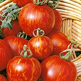 Tomaten zaden - Tomaat Tigerella