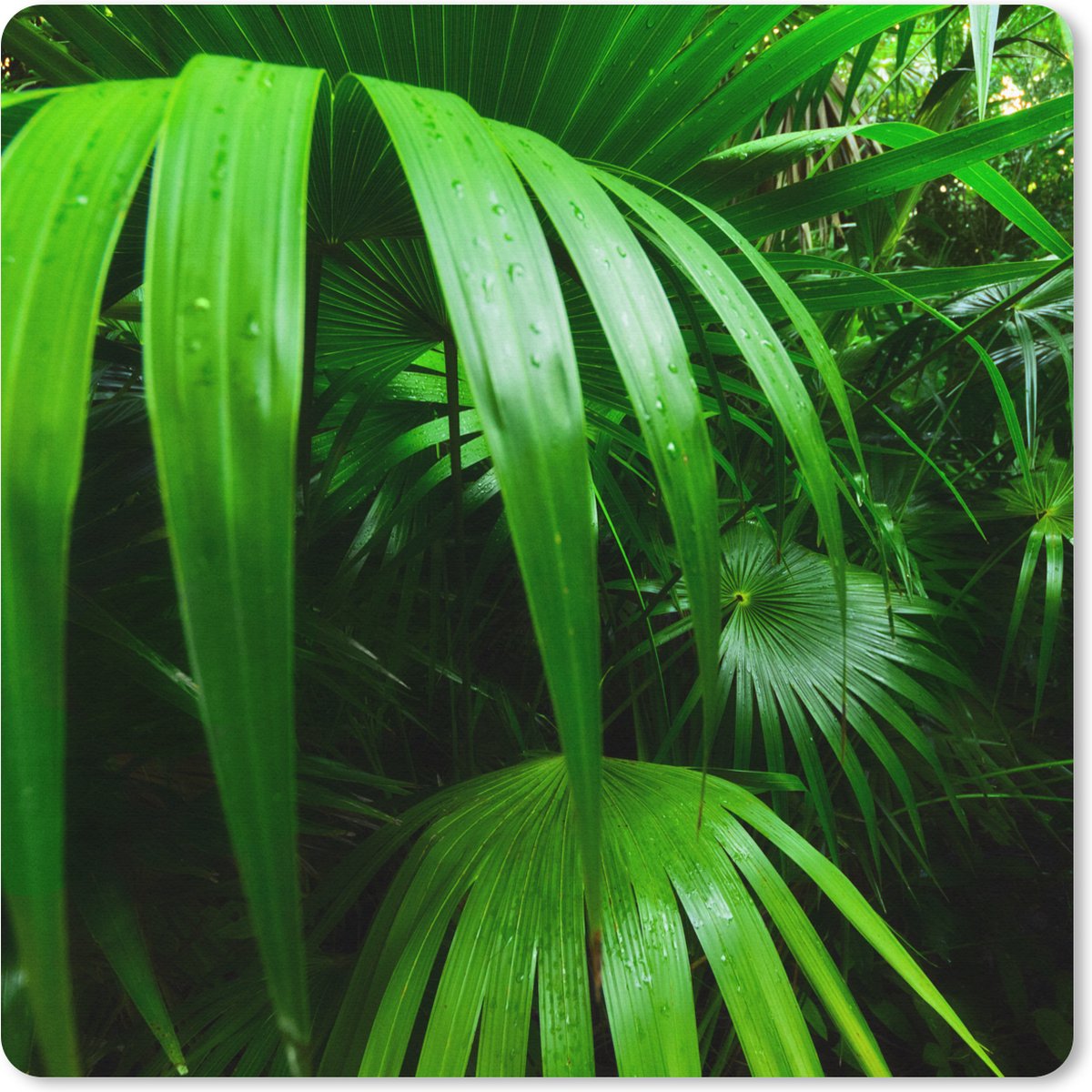Muismat XXL 60x60 cm - Bureau onderlegger - Bureau mat Palmbladen in de jungle - Bureaumat - Gaming mousepad xl - Bureaulegger groot - Computer deskmat
