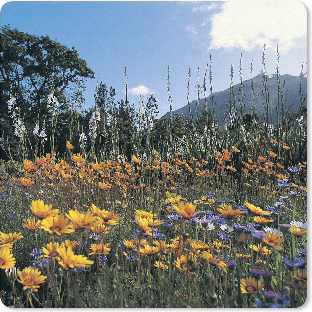Muismat XXL 60x60 cm - Bureau onderlegger - Bureau mat Bloemen - Natuur - Kleur - Bureaumat - Gaming mousepad xl - Bureaulegger groot - Computer deskmat