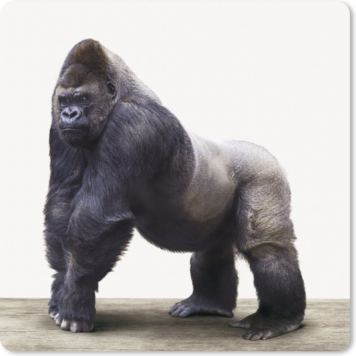 Muismat XXL 80x80 cm - Bureau onderlegger - Bureau mat Gorilla - Dieren - Jongens - Meisjes - Kinderen - Bureaumat - Gaming mousepad xl - Bureaulegger groot - Computer deskmat