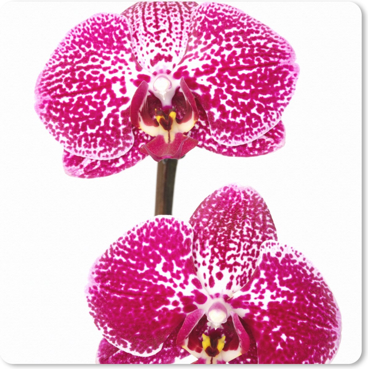 Muismat XXL 60x60 cm - Bureau onderlegger - Bureau mat Orchidee roze - Bureaumat - Gaming mousepad xl - Bureaulegger groot - Computer deskmat