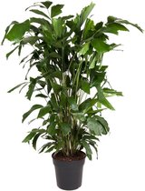 Plant in a Box - Caryota mitis - Groene kamerplant - Pot 27cm - Hoogte 120-130cm