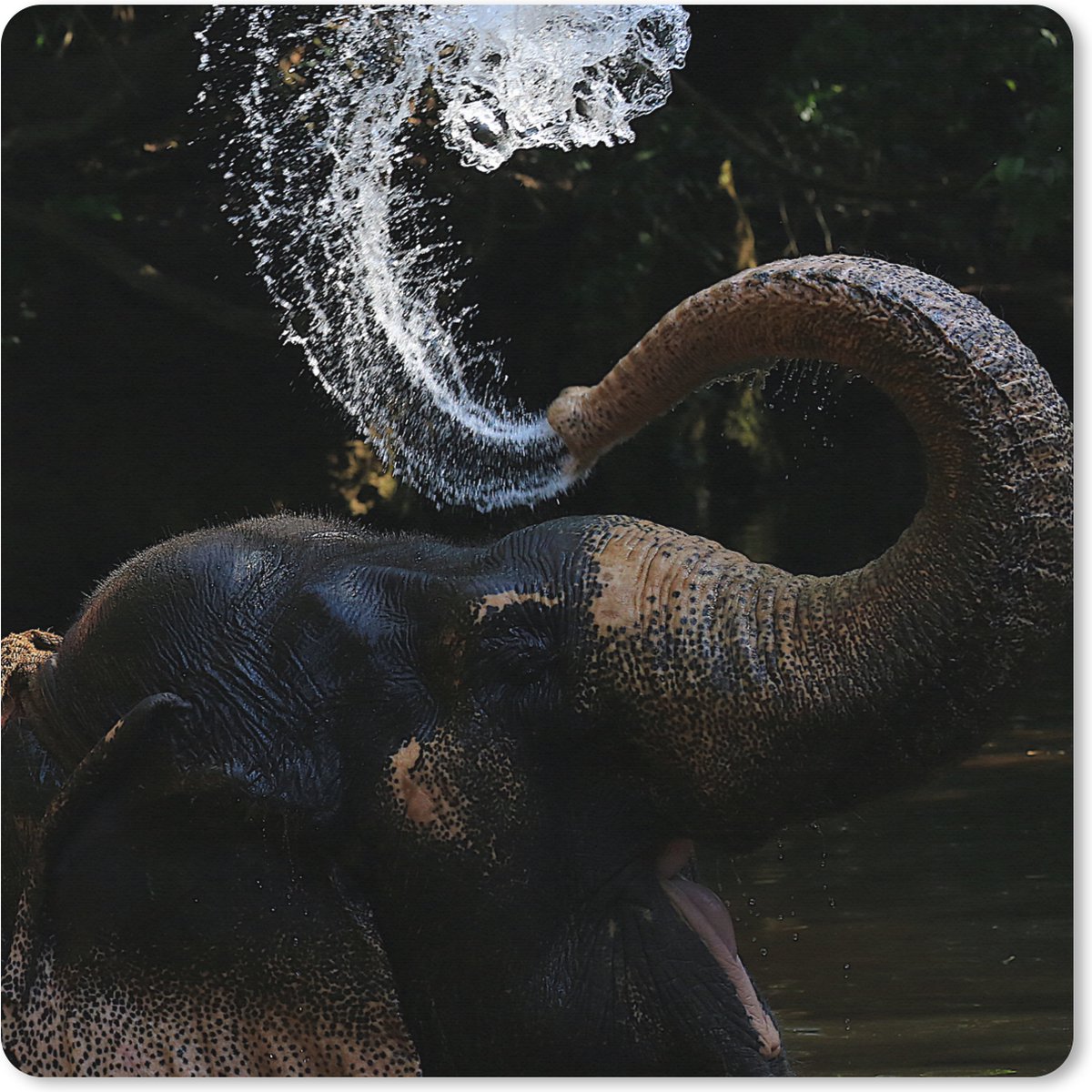 Muismat XXL 50x50 cm - Bureau onderlegger - Bureau mat Olifant - Water - Slurf - Dieren - Natuur - Bureaumat - Gaming mousepad xl - Bureaulegger groot - Computer deskmat