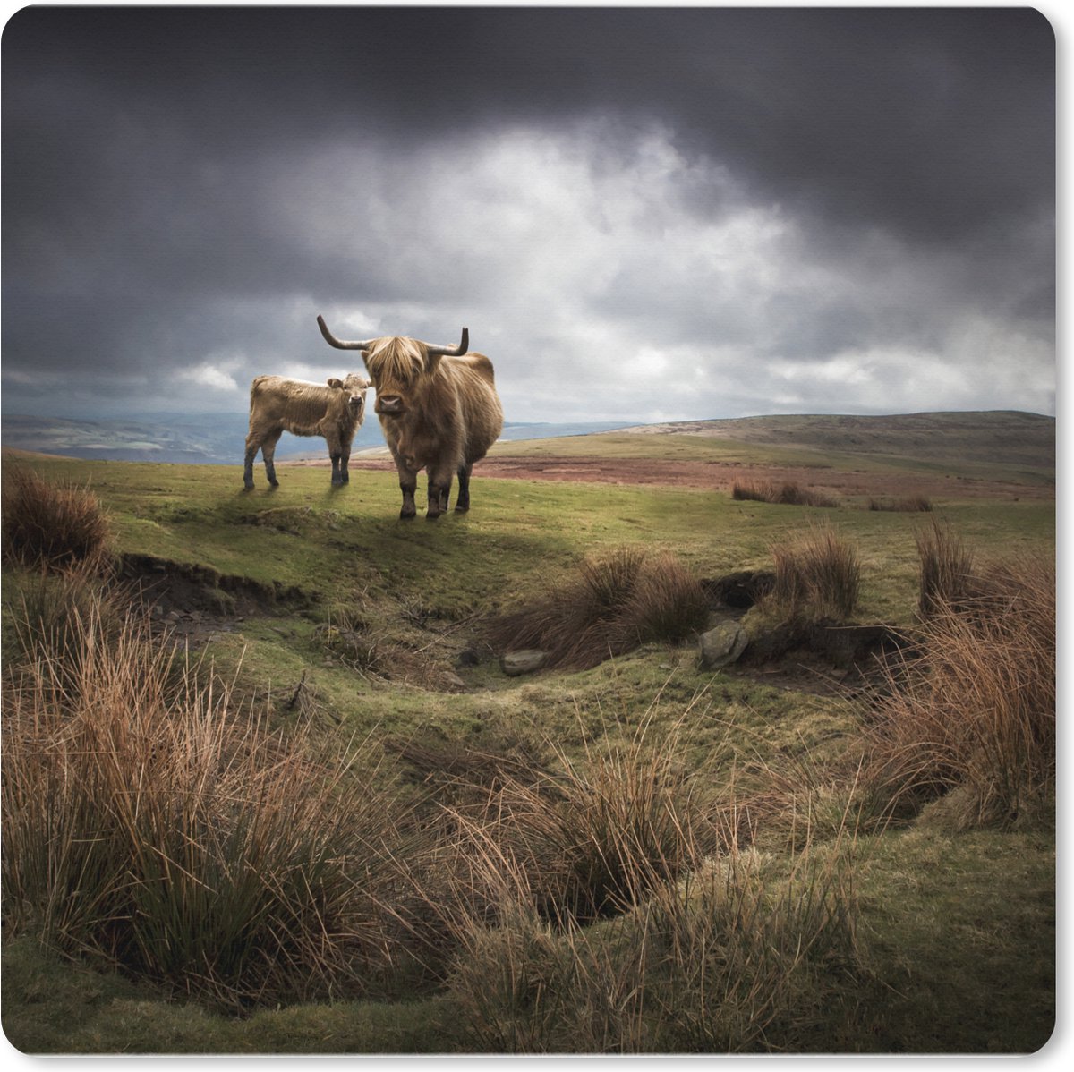 Muismat XXL - Bureau onderlegger - Bureau mat - Schotse Hooglanders - Schotse Koe - Landschap - 60x60 cm - XXL muismat