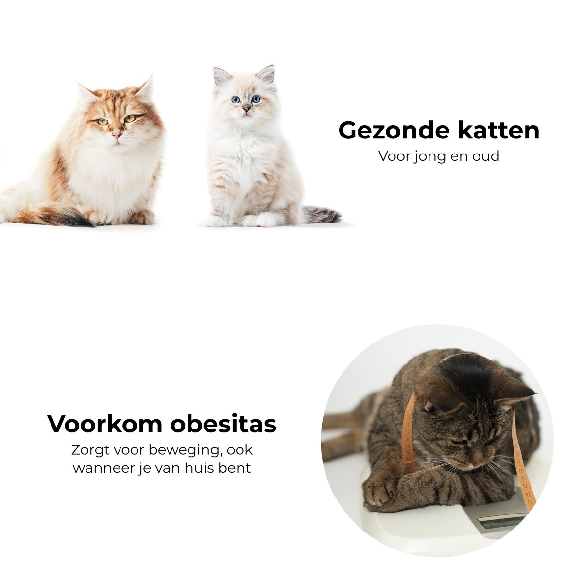 Pettadore Pettadore Play Springs Kattenspeelgoed - afbeelding 5