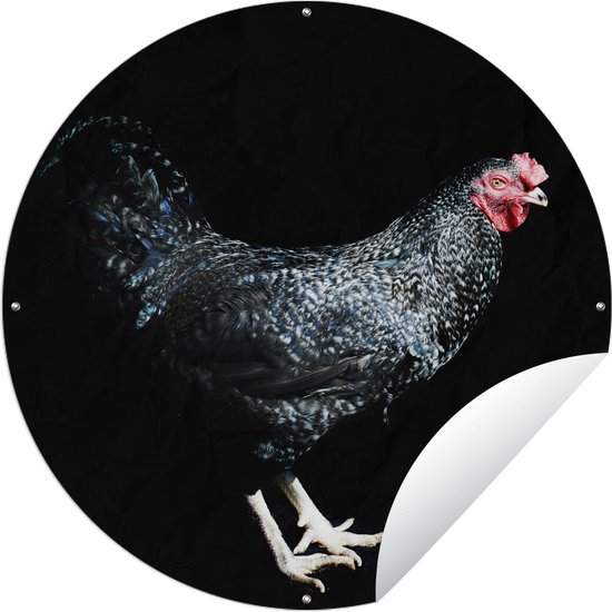 Tuincirkel Donker gekleurde kip poseert voor een zwarte achtergrond - 60x60 cm - Ronde Tuinposter - Buiten