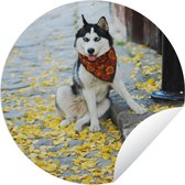 Affiche de jardin autour de Animal Day - Husky dans la rue Affiche de jardin - Affiche de jardin ronde 60x60 cm - Toile de jardin/Toile d'extérieur/ Peintures pour l'extérieur (décoration de jardin)