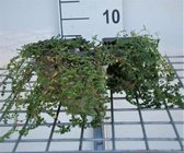6 x Herniaria glabra - Kaal breukkruid - pot 9 x 9 cm