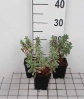 6 x Euphorbia characias 'Forescate' - WOLFSMELK - pot 9 x 9 cm