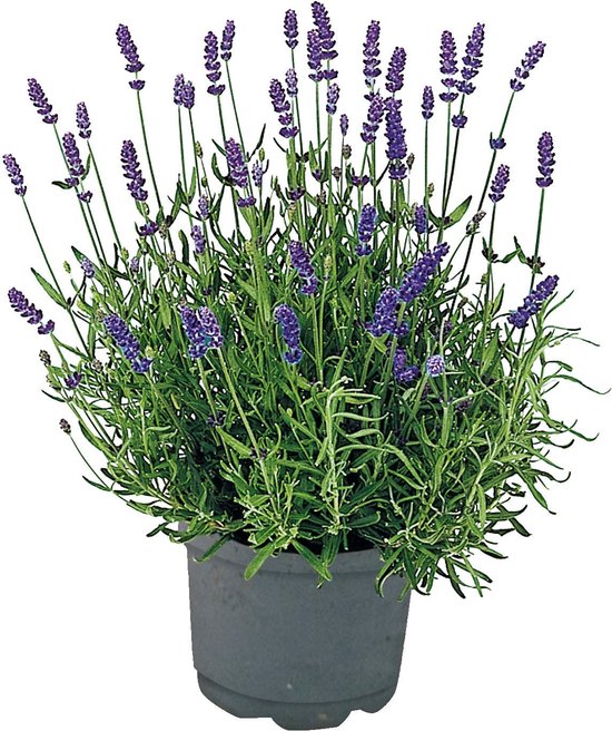 Lavendel – Lavandula angustifolia ‘Essence Purple’