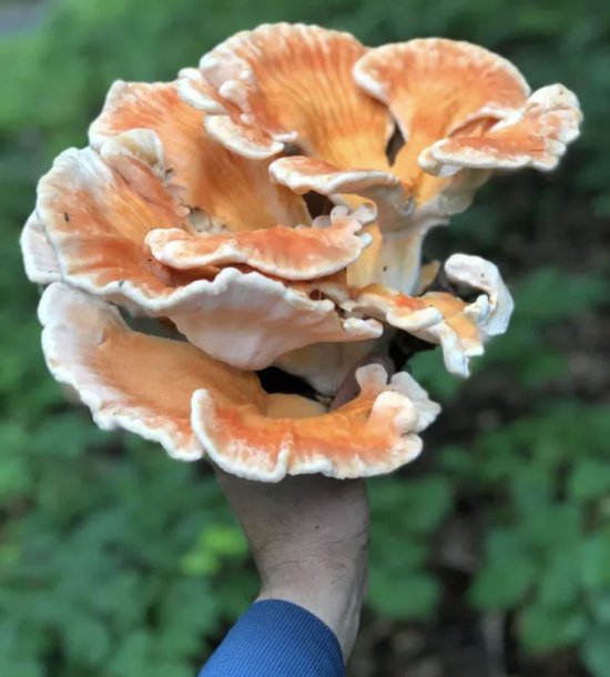 ToshiFarm Houtpluggen voor Zwavelzwam - 50 stuks - Zwavelzwam kweken - Chicken of the Woods - Laetiporus Sulphureus