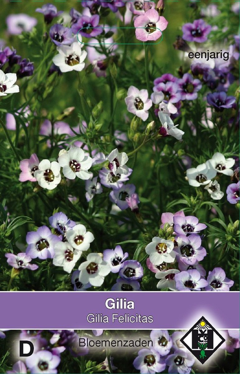 2 stuks Gilia tricolor FelicitasVan Hemert & Co